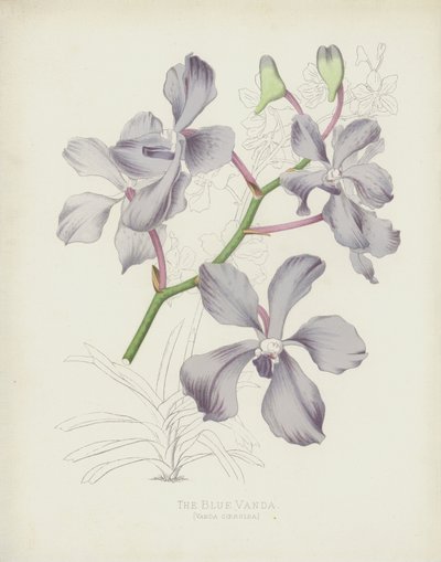 The Blue Vanda by English School